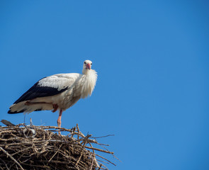 White stork in the nest