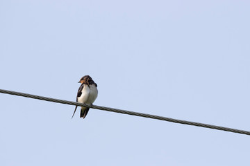 Swallows on wires against the sky.