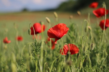 red flowers