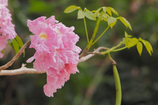 Close-up Pink Trumpet Tree (Tabebuia Rosea) pink flower cherry blossom on branches with green nature blurred background, Kamphaeng Saen District, Nakhon Pathom, Thailand.