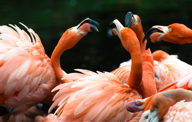 group of flamingos pink