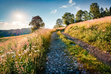 Attractive morning scene of Rogojel village with old country road. Bright summer landscape of Cluj...