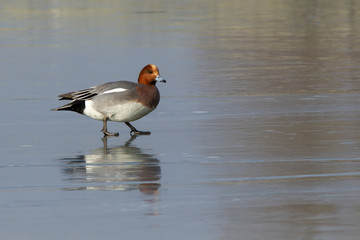 Eine männliche Pfeifente auf einem gefrorenem See
