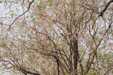 Beautiful Pink Trumpet Tree (Tabebuia Rosea) pink flower cherry blossom on top tree with blue sky background, Kamphaeng Saen District, Nakhon Pathom, Thailand.