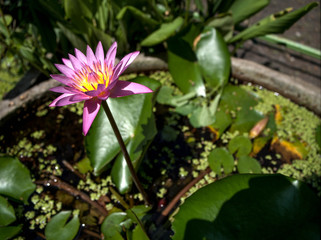 Obraz na płótnie Canvas Lotus Flower