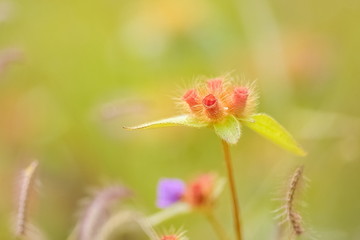 Close-up wild flower Osbeckia muralis with green nature blurred background. nature of Pha Chana Dai, Pha Taem National Park, Ubon Ratchathani, Thailand.