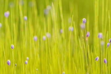 Soft focus purple wild flower Utricularia minutissima with green nature blurry background, Phu Jong Na Yoi National Park, Ubon Ratchathani, Thailand.