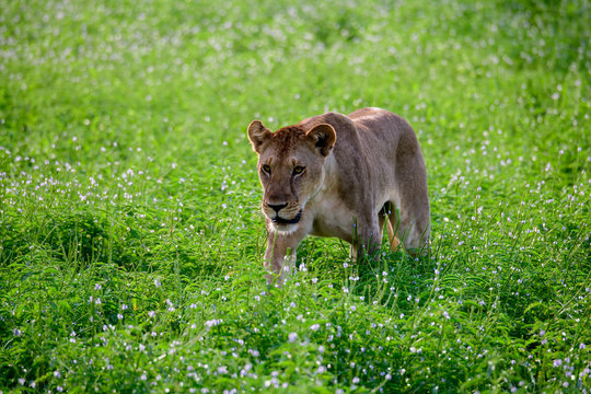 Lioness approaching