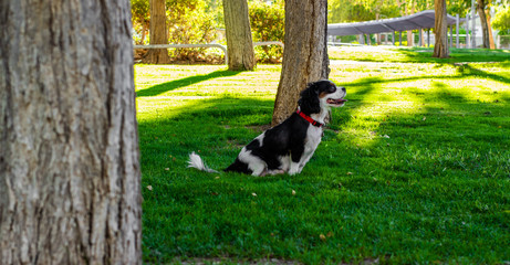 Naklejka na ściany i meble happy domestic dog portrait King Charles spaniel sitting in green foliage grass meadow sunny park 