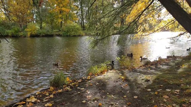 Saint-Petersburg, Russia. October Autumn park and river, panoramic view. Mobile photography