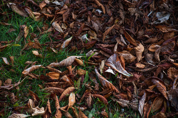 Dry autumn brown leaves on green grass is close