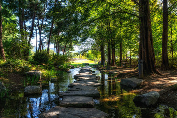 semiwon garden metasequoia trees
