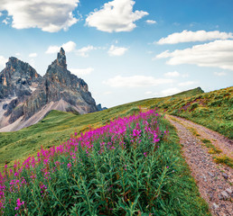 Fototapeta na wymiar Exciting morning scene of Dolomiti Alps with Cimon della Pala mountain range on background. Stunning summer view from Rolle pass, Trentino province, Italy, Europe. Beauty of nature concept background.