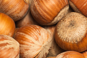 Background from brown hazelnuts, soft focus