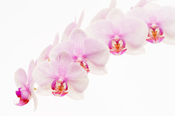 Obraz na płótnie Canvas Pale pink Phalaenopsis orchid commonly called a moth orchid isolated against a white background.