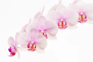 Poster Lichtroze Phalaenopsis-orchidee, gewoonlijk een mottenorchidee genoemd, geïsoleerd tegen een witte achtergrond. © Stefan Mokrzecki