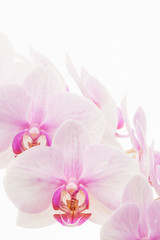 Pale pink Phalaenopsis orchid commonly called a moth orchid isolated against a white background.