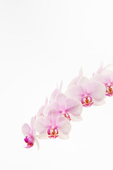 Pale pink Phalaenopsis orchid commonly called a moth orchid isolated against a white background.