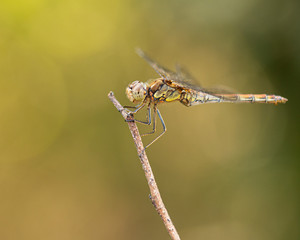 Female Common Darter Dragonfly