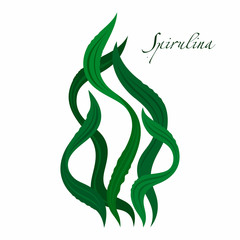 Spirulina seaweed on white background. Underwater plants in the style of flat