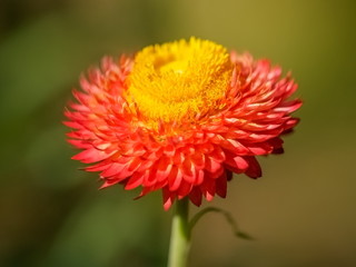 Soft focus Straw Flower-Helichrysam, colorful of yellow nectar and orange petal with nature blurred background.