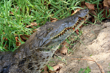 Large crocodile leaves the water near Cape Coast, Ghana, and shows it's set of teeth