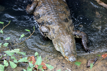 Large crocodile leaves the water near Cape Coast, Ghana