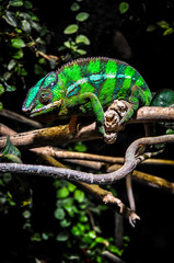 panther chameleon (Furcifer pardalis) perched on a branch
