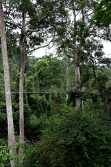 Canopy Walkway Rope Bridge at the Kakum National Park near Cape Coast, Ghana
