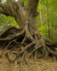 Twisted Roots on an Ancient Tree, Fantasy tree