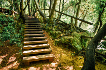 Obraz premium Wooden pathway in the deep green forest. Mystical summer scene of Krka National Park, Croatia, Europe. Beautiful world of Mediterranean countries. Beauty of nature concept background.