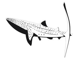 Requin baleine isol&eacute; en noir et blanc