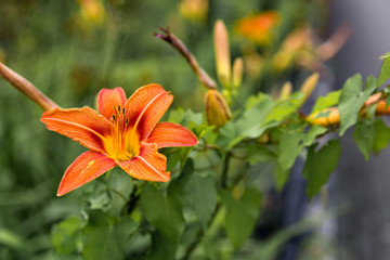 Hémérocale - magnifique fleur Orangée