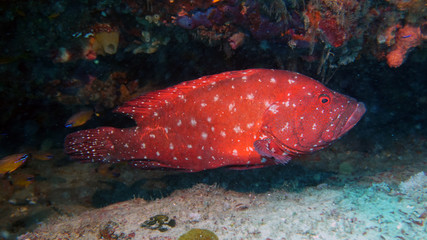 amazing underwater world - fish