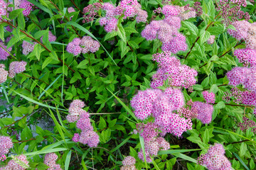 Swamp Milkweed. Close of swamp milkweed in horizontal orientation and full bloom