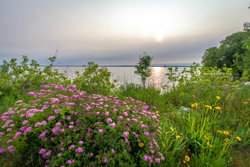 Wildflowers On The Beach. Sunrise over Lake Michigan with the Sand Point Lighthouse at the horizon and wildflowers