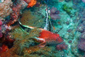 Fototapeta na wymiar amazing underwater world - fish