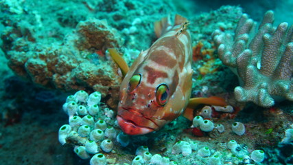 amazing underwater world - fish