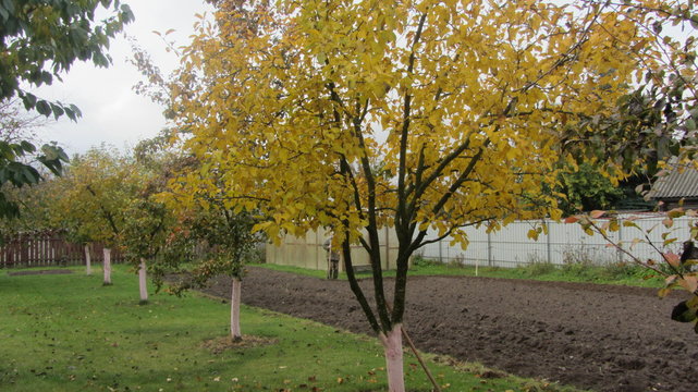 yellow apple tree in the autumn garden in the courtyard