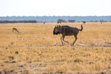 Fototapeta na wymiar Running gnu in a steppe, Etosha, Namibia, Africa