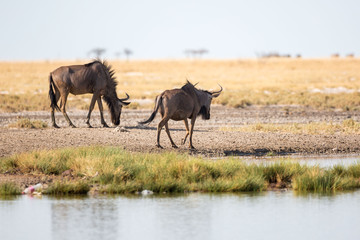 Two gnus walking away, Etosha, Namibia, Africa