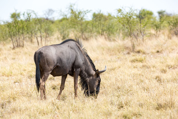 Single grassing gnu in the savannah, Etosha, Namibia, Africa