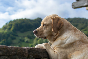 Perro cotilleando el paisaje