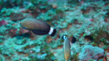 amazing underwater world - fish