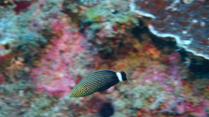 amazing underwater world - fish