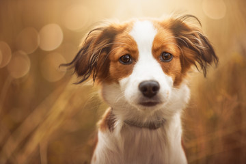Portret ślicznego psa - obrazy, fototapety, plakaty