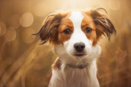 Portrait of a cute dog looking straight in the lens