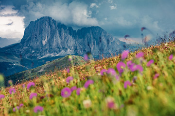 Dramatic summer view of Sassolungo (Langkofel) and Sella group, National Park Dolomites, South Tyrol, Italy, Europe. Picturesque morning scene of Gardena valley, Dolomiti Alps.