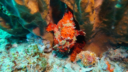 Naklejka na ściany i meble amazing underwater world - fish