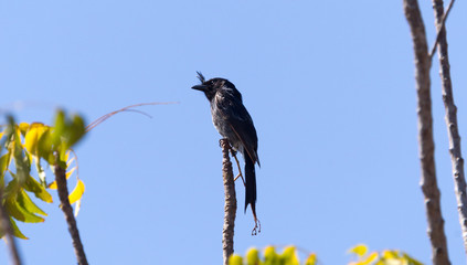 Crested drongo, endemic bird of Madagascar